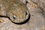Otros anfibios (Gallipatos) y reptiles varios