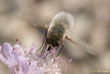 Macro 3