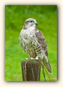 Halcón peregrino (Falco peregrinus). Parque Cabarceno (Cantabria). Mayo 2010