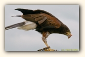 Aguila de Harris (Parabuteo unicinctus) posado. Parque de Cabarceno. Mayo 2010