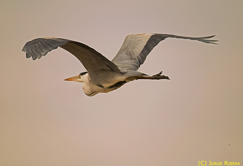 GarzaRealVuelo2008.jpg - Garza Real (Ardea cinerea). Albufera de Valencia