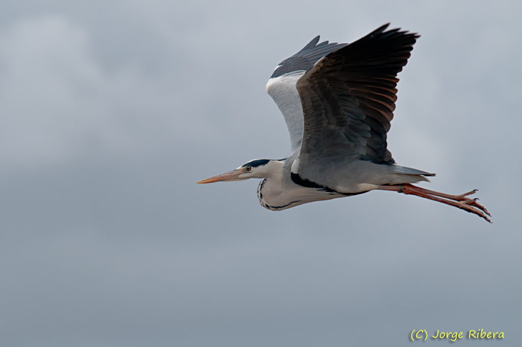 GarzaRealVuelo_2011_2.jpg - Garza Real (Ardea cinerea). Albufera de Valencia, Abril 2011