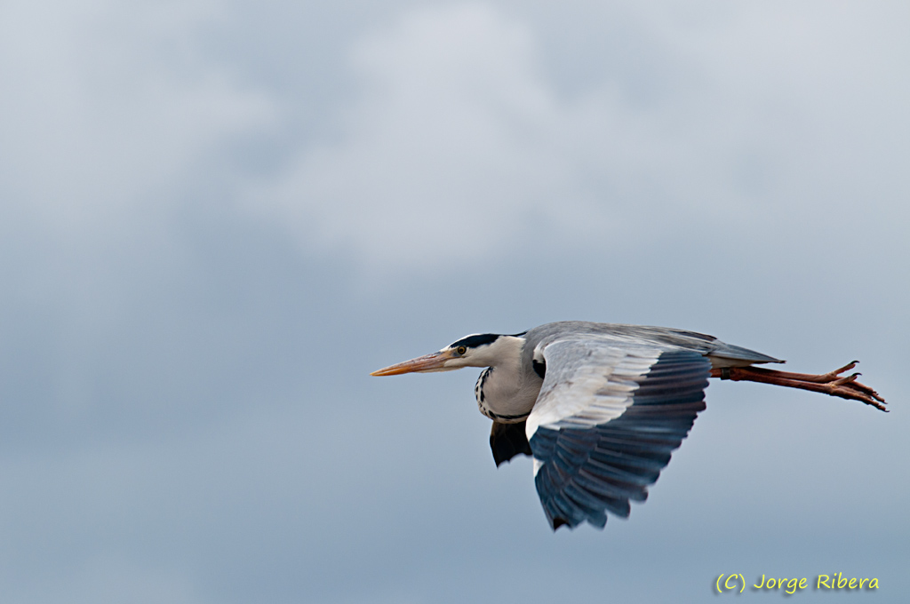 GarzaRealVuelo_2011_3.jpg - Garza Real (Ardea cinerea). Albufera de Valencia, Abril 2011