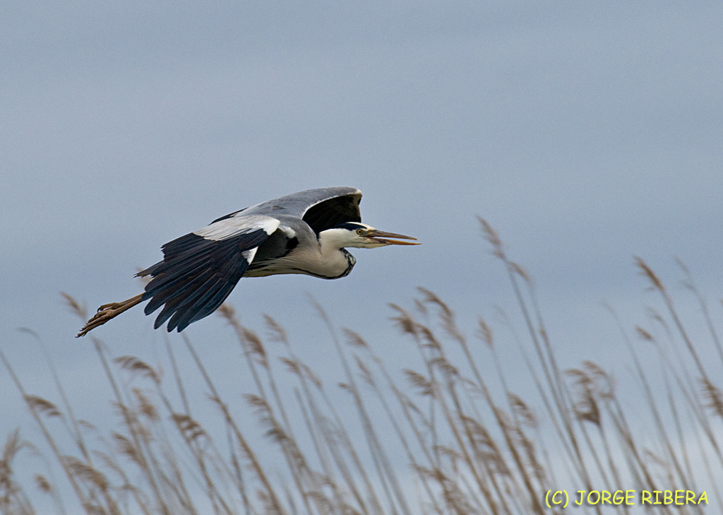 GarzaReal_2009_Barca.jpg - Garza Real (Ardea cinerea). Albufera de Valecia. Marzo 2009