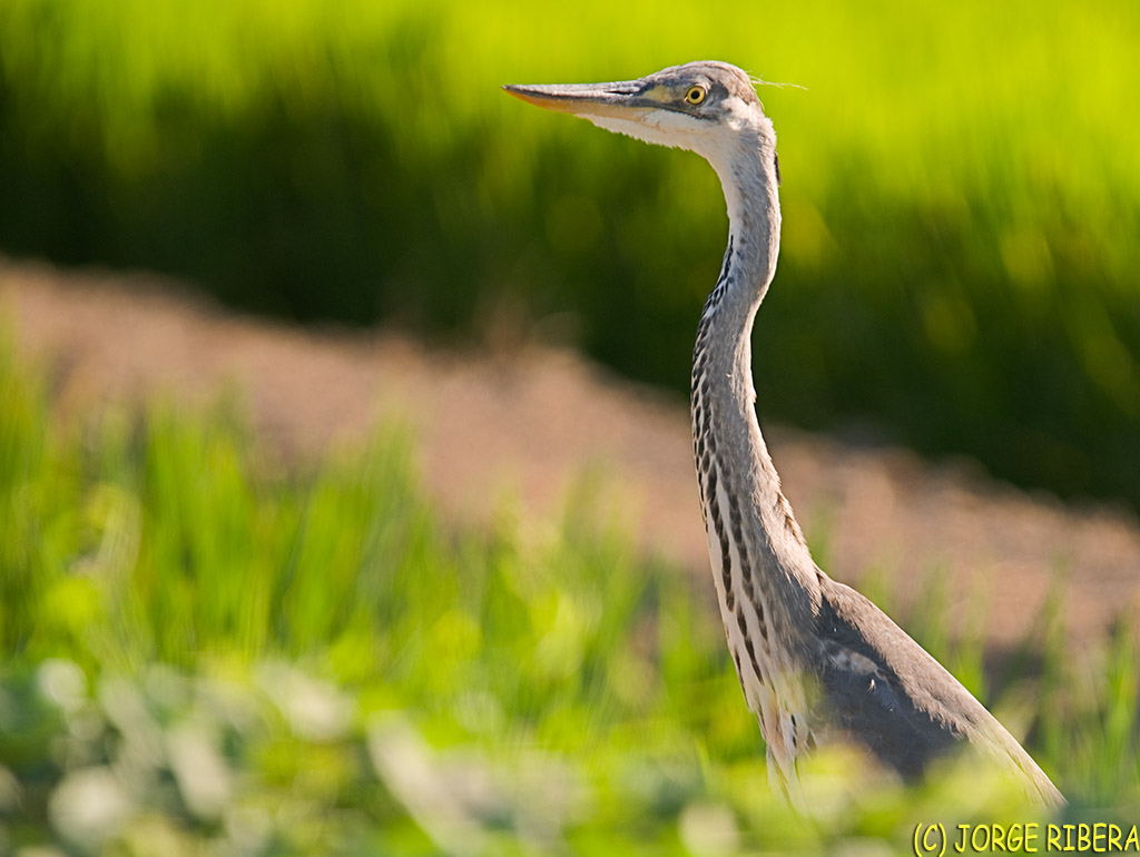 GarzaReal_2009_Suelo.jpg - Garza Real (Ardea cinerea). Albufera de Valencia. Julio 2009