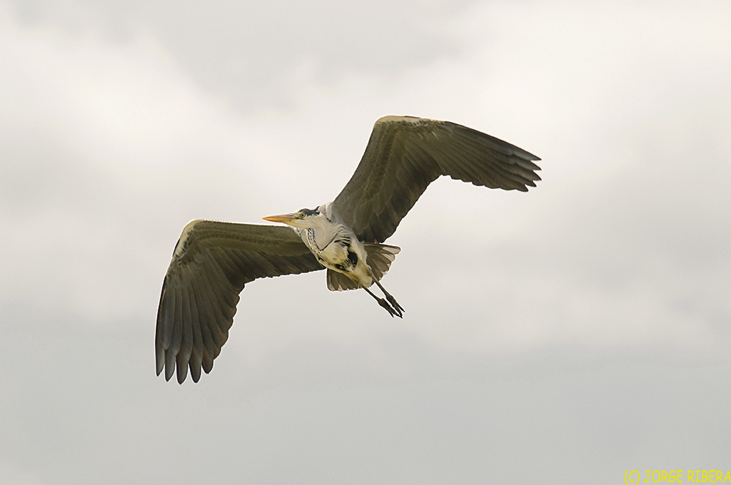 GarzaReal_2009_Vuelo_2.jpg - Garza Real (Ardea cinerea). Albufera de Valencia. Julio 2009