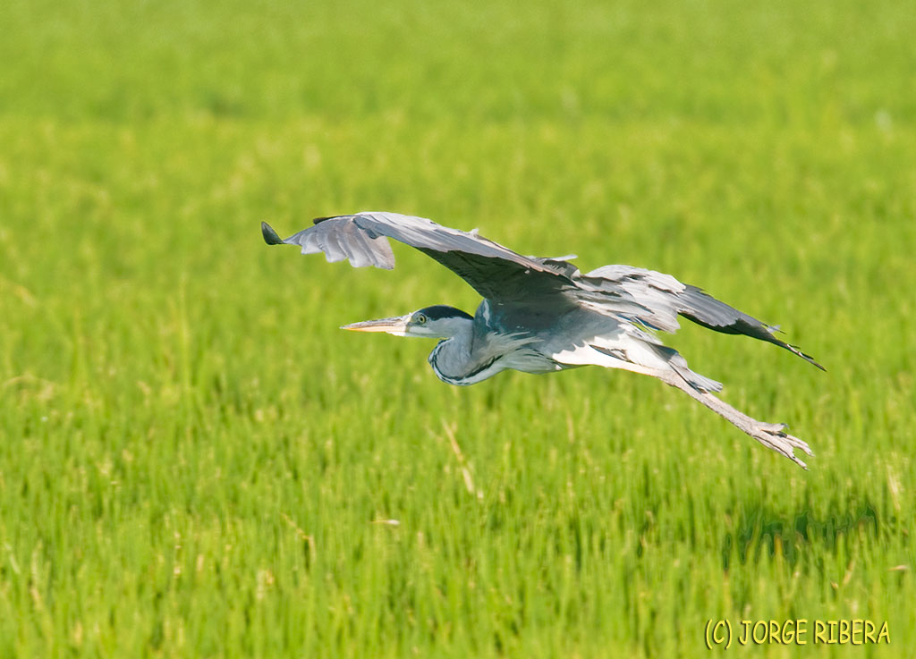 GarzaReal_2009_Vuelo_3.jpg - Garza Real (Ardea cinerea). Albufera de Valencia. Julio 2009