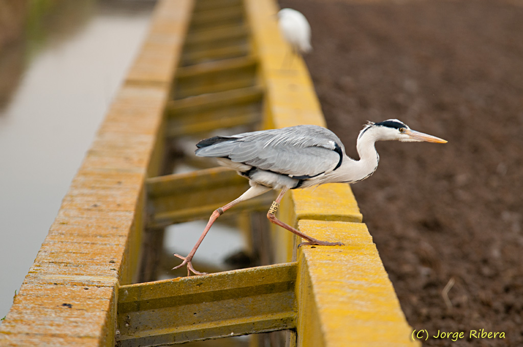 GarzaReal_2011_2.jpg - Garza Real (Ardea cinerea). Albufera de Valencia, Abril 2011