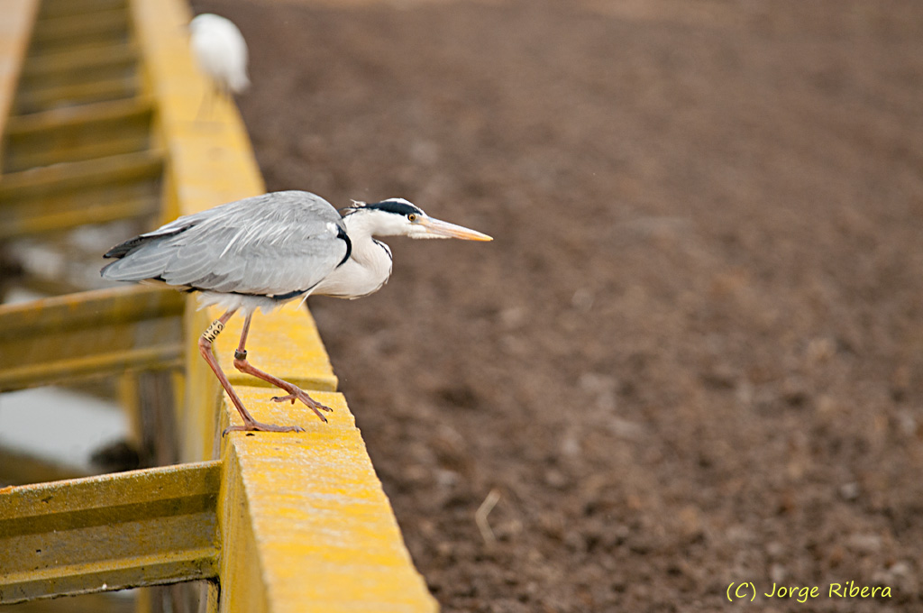 GarzaReal_2011_3.jpg - Garza Real (Ardea cinerea). Albufera de Valencia, Abril 2011