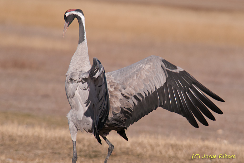 GrullaAtacando_HideGallocanta_2011.jpg - Grulla atacando (Grus grus). Hide Laguna de Gallocanta, Bello (Teruel)