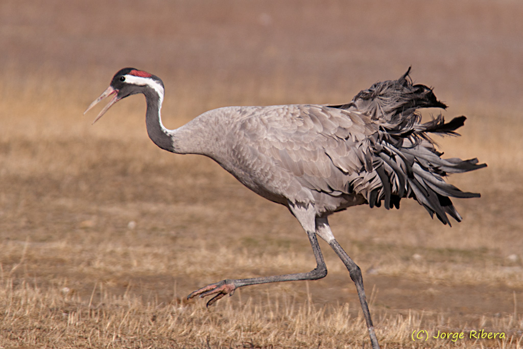 GrullaAtacando_HideGallocanta_2011_2.jpg - Grulla atacando (Grus grus). Hide Laguna de Gallocanta, Bello (Teruel)