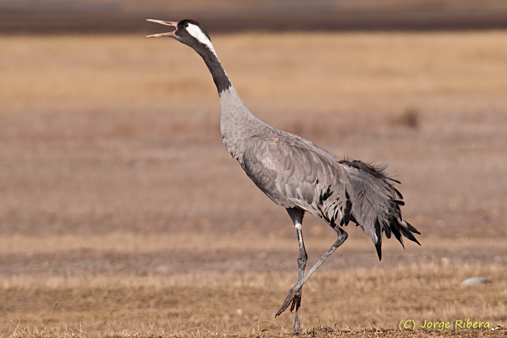 GrullaAtacando_HideGallocanta_2011_4.jpg - Grulla atacando (Grus grus). Hide Laguna de Gallocanta, Bello (Teruel)