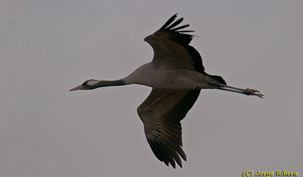 GrullaVuelo_HideGallocanta_2011.jpg - Grullas vuelo (Grus grus). Hide Laguna de Gallocanta, Bello (Teruel)