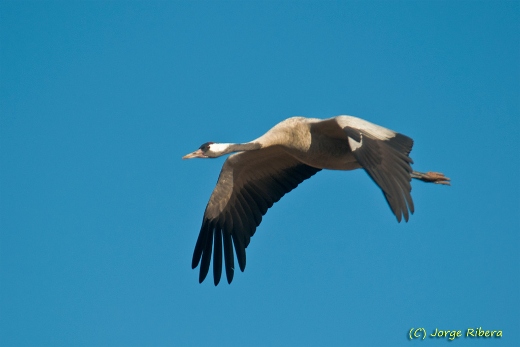 GrullaVuelo_HideGallocanta_2011_3.jpg - Grulla vuelo (Grus grus). Hide Laguna de Gallocanta, Bello (Teruel)