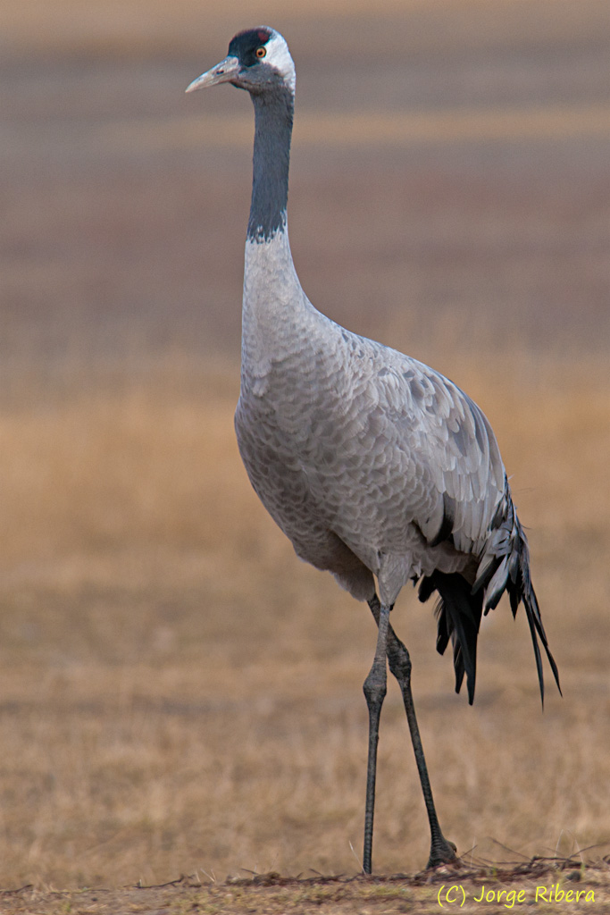 Grulla_HideGallocanta_2011.jpg