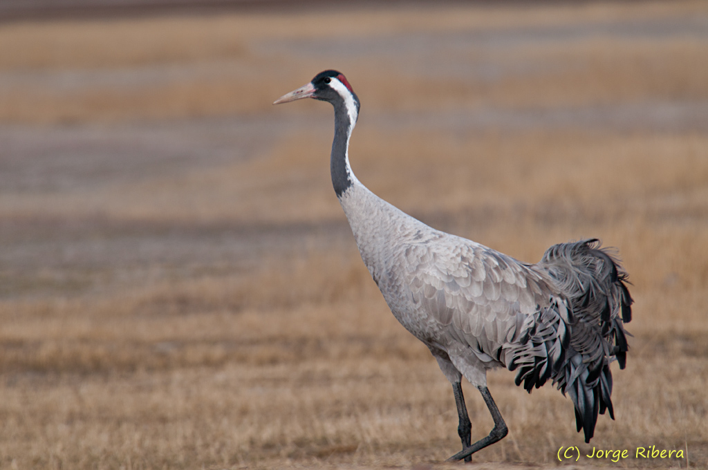 Grulla_HideGallocanta_2011_3.jpg - Grulla (Grus grus). Hide Laguna de Gallocanta, Bello (Teruel)