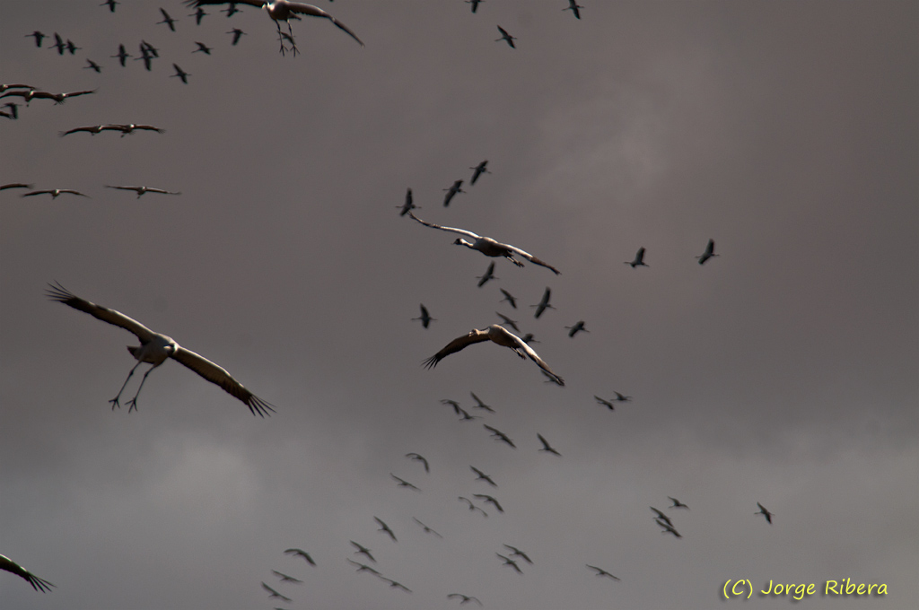 GrullasAterrizando_LaRifa_2011.jpg - Grullas vuelo (Grus grus), aterrizando. La Rifa, Caminreal (Teruel). Enero 2011