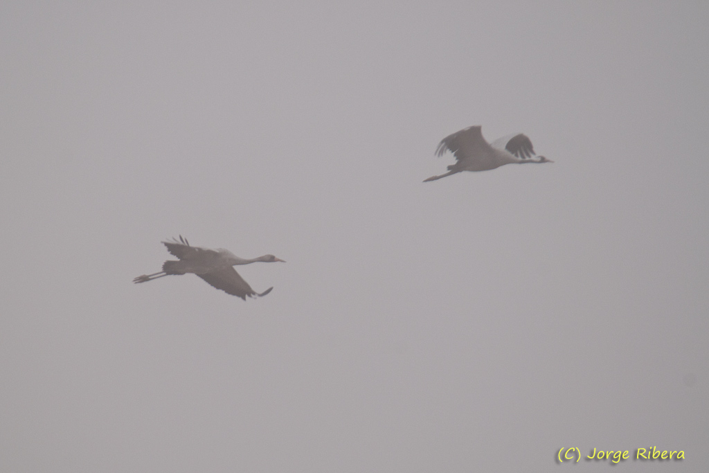 GrullasNiebla_LaRifa_2011.jpg - Grullas en la niebla (Grus grus). La Rifa, Caminreal (Teruel). Enero 2011