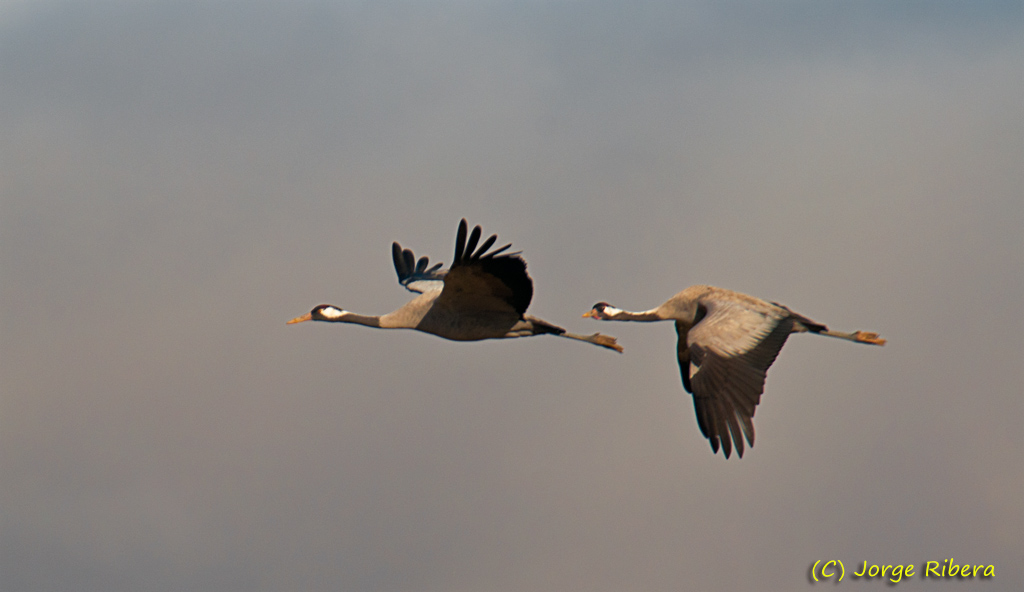GrullasVuelo_HideGallocanta_2011_2.jpg - Grullas vuelo (Grus grus). Hide Laguna de Gallocanta, Bello (Teruel)