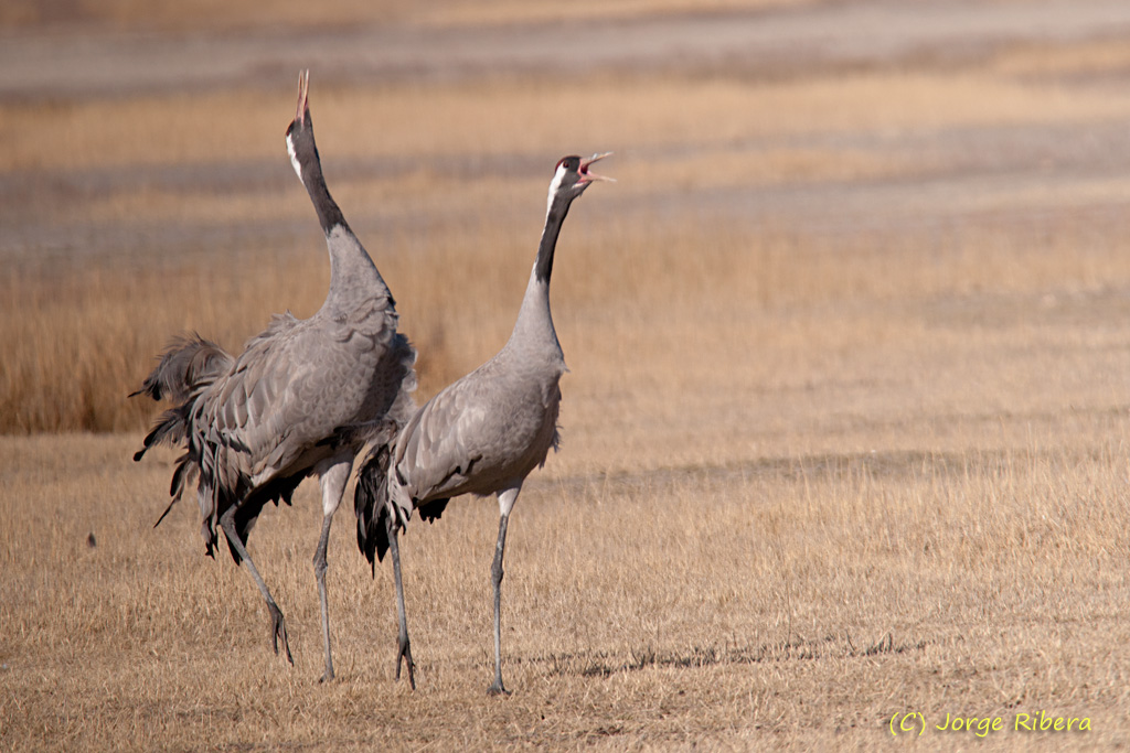 Grullas_HideGallocantaAtacando_2011_3.jpg - Grullas peleando (Grus grus). Hide Laguna de Gallocanta, Bello (Teruel)