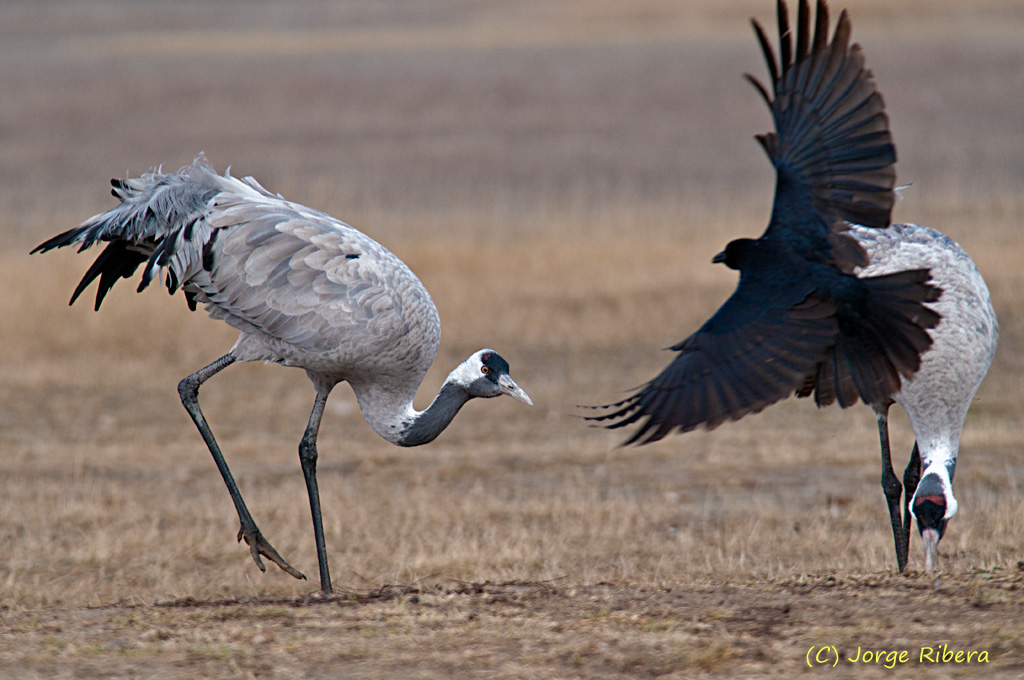 Grullas_HideGallocantaCorneja_2011.jpg - Grullas (Grus grus) y Corneja negra (Corvus corone). Hide Laguna de Gallocanta, Bello (Teruel)