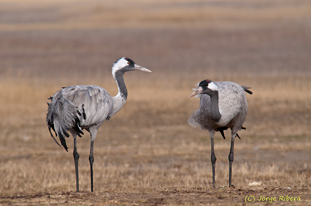 Grullas_HideGallocanta_2011.jpg - Grullas (Grus grus). Hide Laguna de Gallocanta, Bello (Teruel)