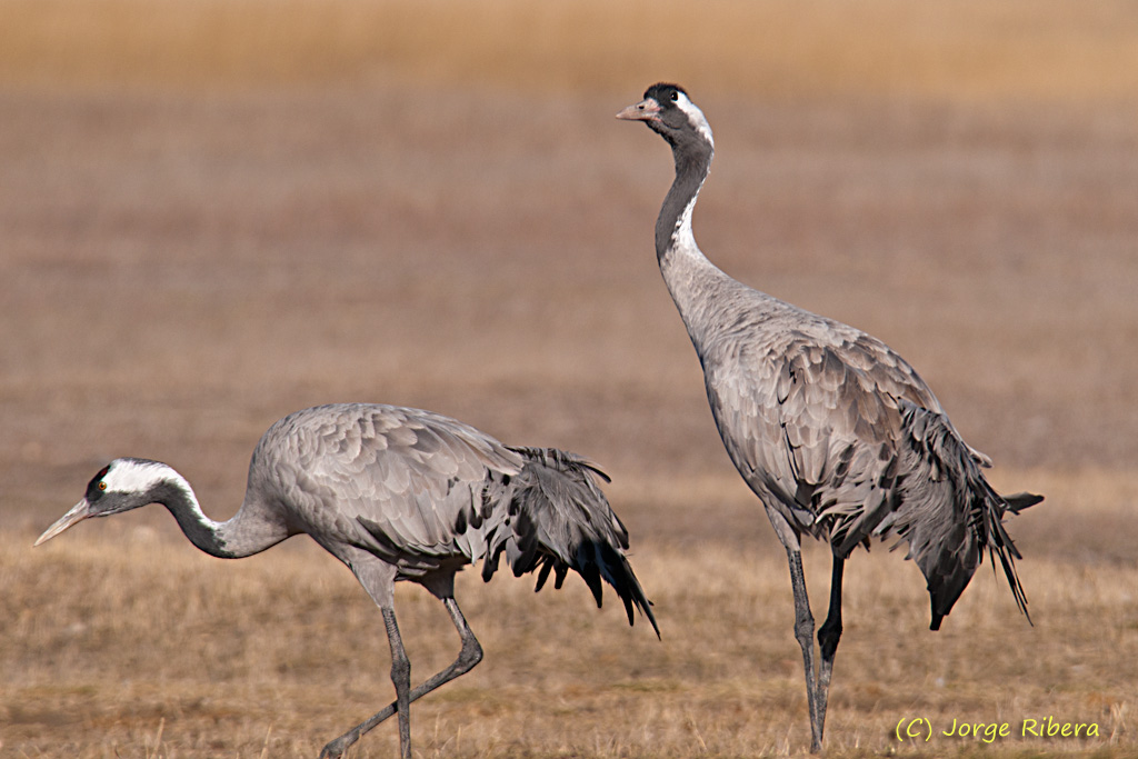 Grullas_HideGallocanta_2011_2.jpg - Grullas (Grus grus). Hide Laguna de Gallocanta, Bello (Teruel)