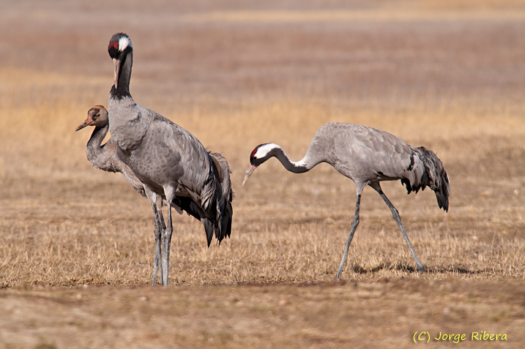 Grullas_HideGallocanta_2011_3.jpg - Grullas (Grus grus). 2 adultos y 1 juvenil. Hide Laguna de Gallocanta, Bello (Teruel)