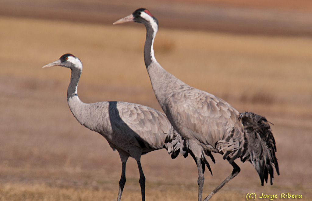 Grullas_HideGallocanta_2011_4.jpg - Grullas (Grus grus). Hide Laguna de Gallocanta, Bello (Teruel)