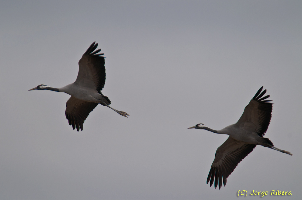Grullas_LaRifa_2011.jpg - Grullas vuelo (Grus grus). La Rifa, Caminreal (Teruel). Enero 2011