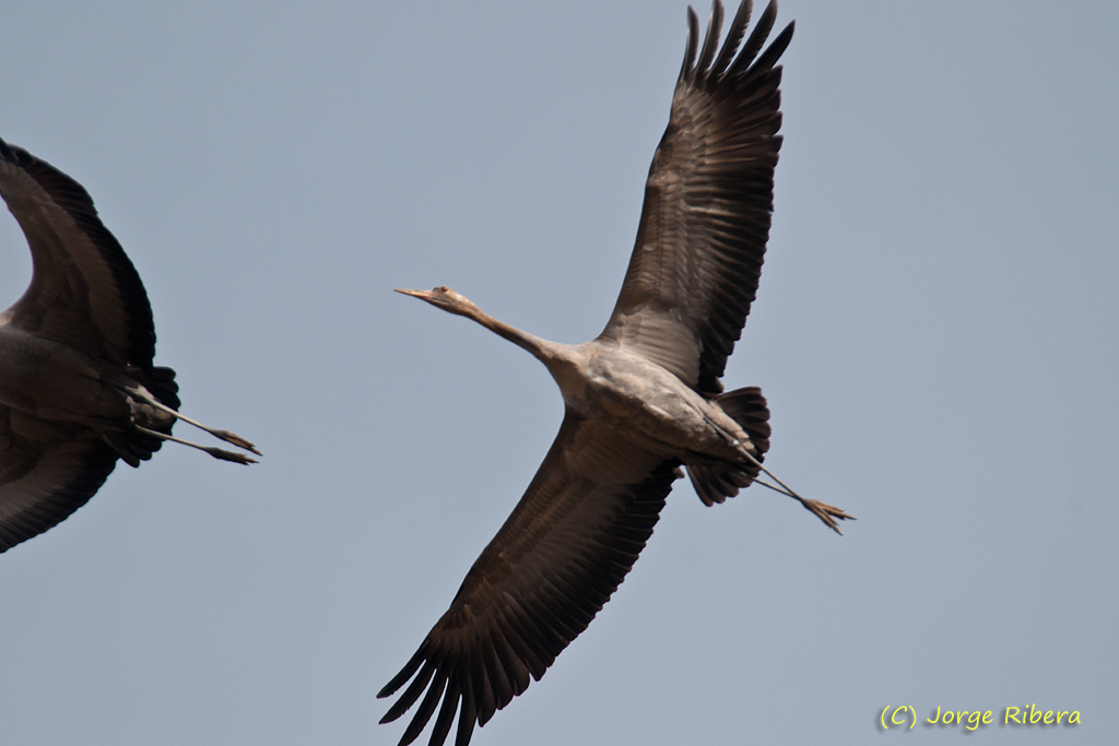 Grullas_LaRifa_2011_11.jpg - Grullas vuelo (Grus grus). La Rifa, Caminreal (Teruel). Enero 2011