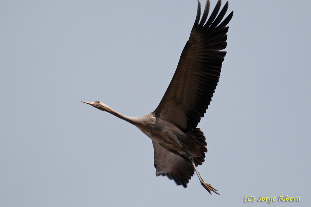Grullas_LaRifa_2011_12.jpg - Grulla vuelo (Grus grus). La Rifa, Caminreal (Teruel). Enero 2011