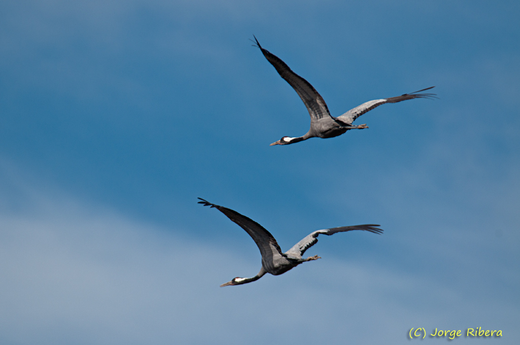 Grullas_LaRifa_2011_16.jpg - Grullas vuelo (Grus grus). La Rifa, Caminreal (Teruel). Enero 2011
