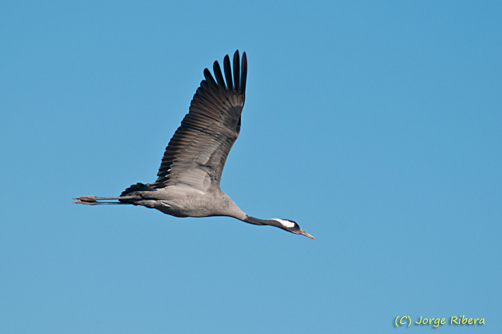 Grullas_LaRifa_2011_17.jpg - Grulla vuelo (Grus grus). La Rifa, Caminreal (Teruel). Enero 2011