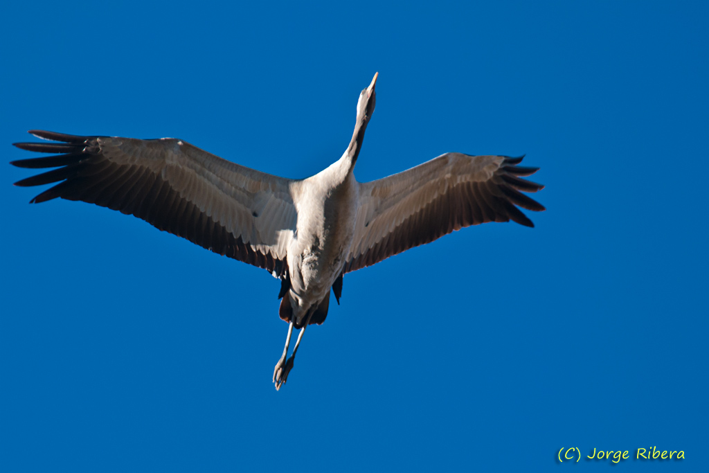 Grullas_LaRifa_2011_18.jpg - Grulla vuelo (Grus grus). La Rifa, Caminreal (Teruel). Enero 2011