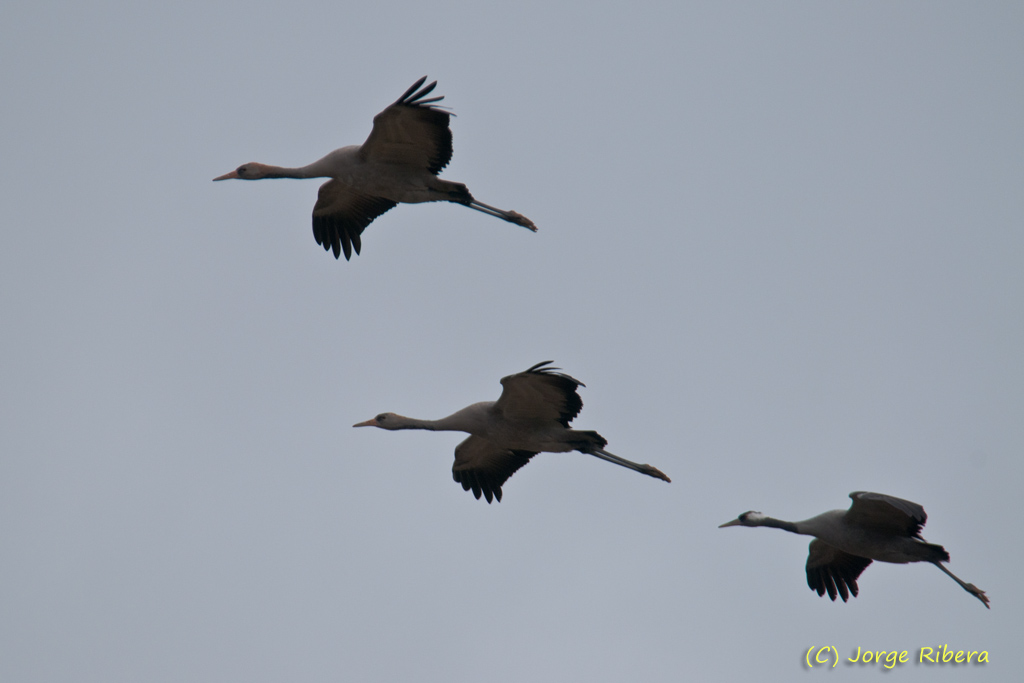 Grullas_LaRifa_2011_2.jpg - Grullas vuelo (Grus grus). La Rifa, Caminreal (Teruel). Enero 2011