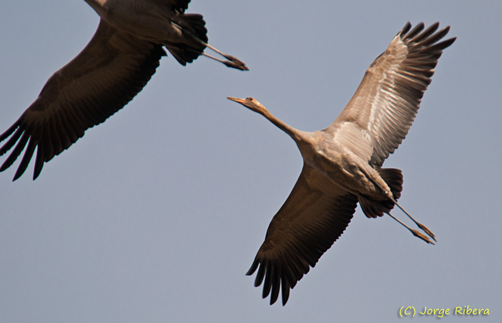 Grullas_LaRifa_2011_21.jpg - Grullas vuelo (Grus grus), aterrizando. La Rifa, Caminreal (Teruel). Enero 2011