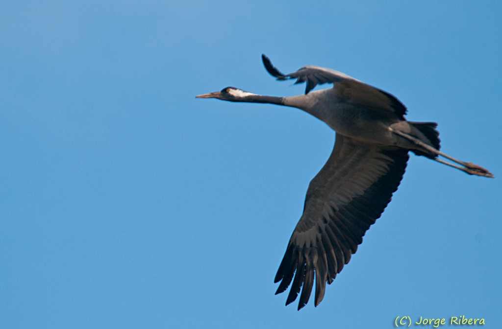 Grullas_LaRifa_2011_22.jpg - Grulla vuelo (Grus grus). La Rifa, Caminreal (Teruel). Enero 2011