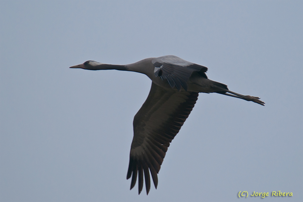 Grullas_LaRifa_2011_7.jpg - Grulla vuelo (Grus grus). La Rifa, Caminreal (Teruel). Enero 2011