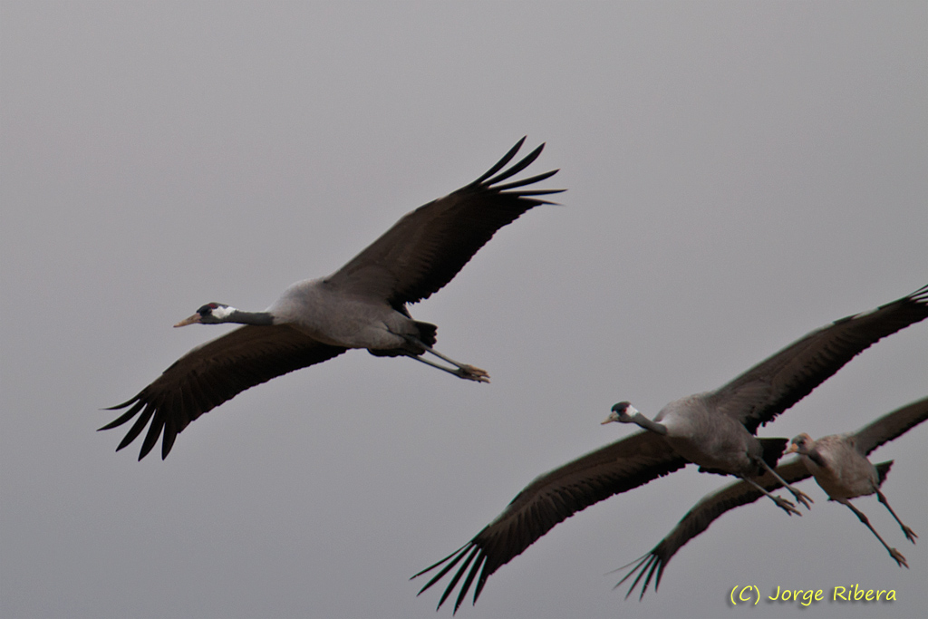 Grullas_LaRifa_2011_8.jpg - Grullas vuelo (Grus grus). La Rifa, Caminreal (Teruel). Enero 2011