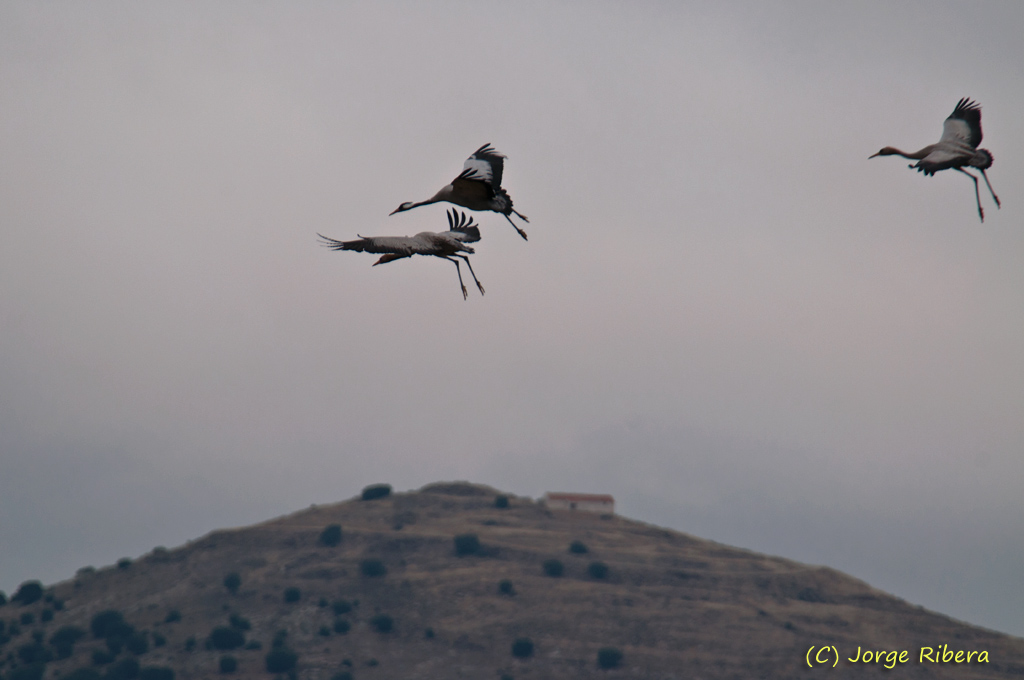 Grullas_LaRifa_2011_9.jpg - Grullas vuelo (Grus grus), aterrizando. Al fondo el Cerro del Poyo. La Rifa, Caminreal (Teruel). Enero 2011