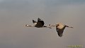 GrullasVuelo_HideGallocanta_2011_2