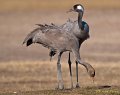 Grullas_HideGallocanta_2011_5