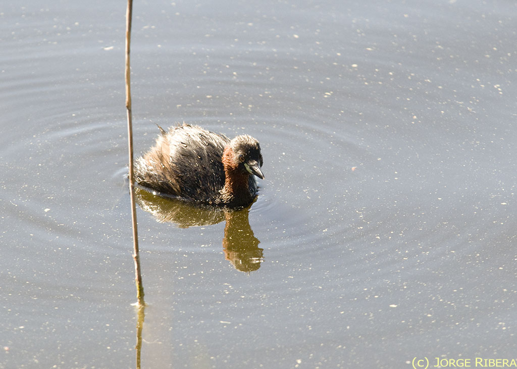 ZampullinChicoAlbufera2.jpg - Zampullín Chico. Albufera de Valencia. Marzo 2009