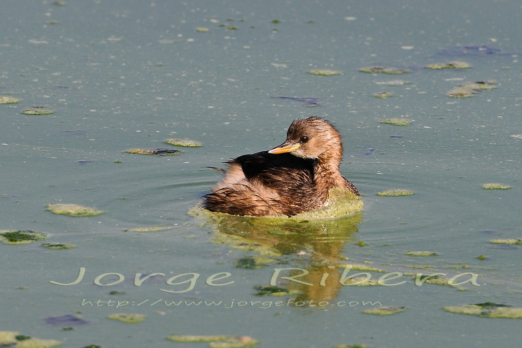 ZampullinChicoRaco_2011_2.jpg - Zampillin Chico juvenil (Tachybaptus ruficollis). Albufera de Valencia, Raçó de l'Olla. Septiembre 2011