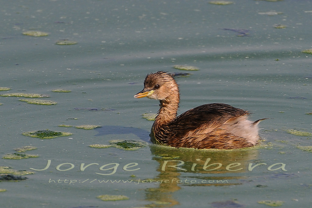 ZampullinChicoRaco_2011_3.jpg - Zampillin Chico juvenil (Tachybaptus ruficollis). Albufera de Valencia, Raçó de l'Olla. Septiembre 2011