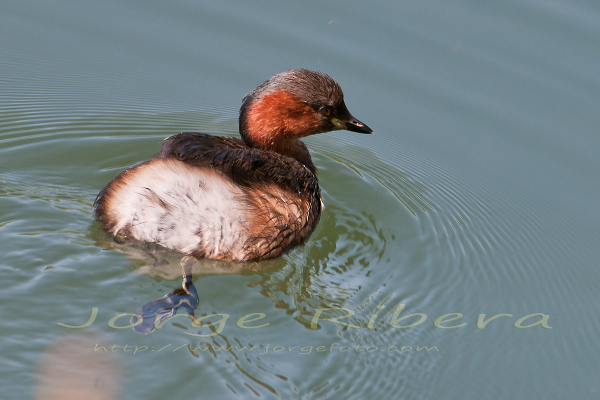 ZampullinChico_Lechago_2011_2.jpg - Zampullin chico (Tachybaptus ruficollis). Lechago (Teruel). Agosto 2011