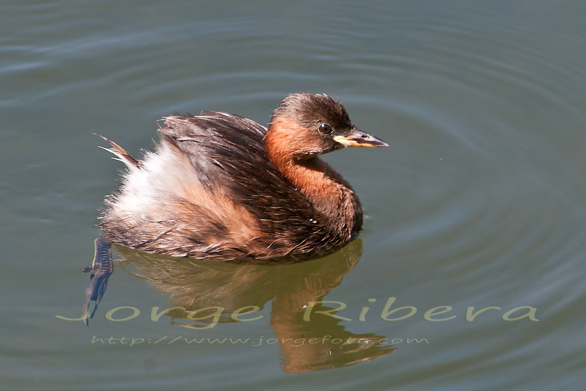 ZampullinChico_Lechago_2011_6.jpg - Zampullin chico (Tachybaptus ruficollis). Lechago (Teruel). Agosto 2011