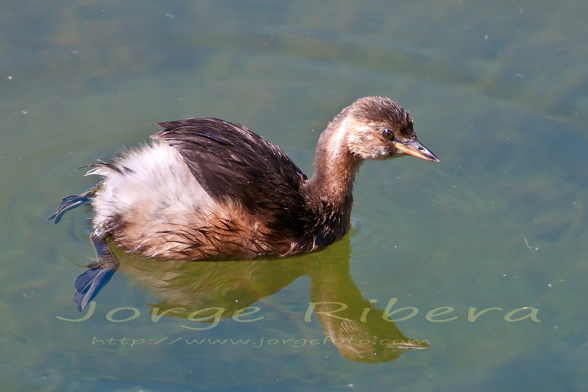 ZampullinJuvenil_Lechago_2011_3.jpg - Zampullin chico juvenil (Tachybaptus ruficollis). Lechago (Teruel). Septiembre 2011
