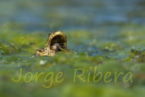 Rana común (Pelophylax perezi).